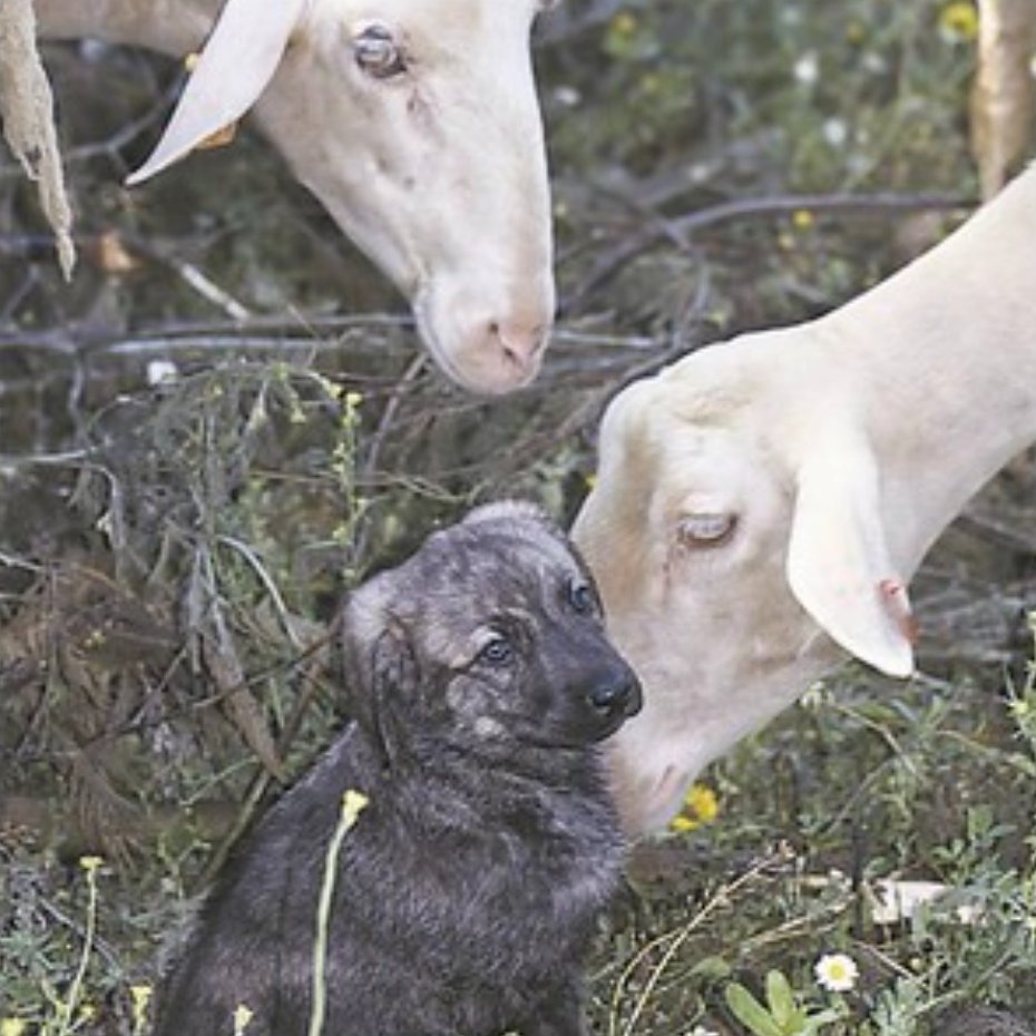 What is the secret to having an efficient livestock dog
